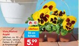 Viola Festival Ampel Angebote bei Netto Marken-Discount Dresden für 5,99 €