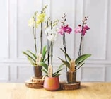 Orchidée 2 Tiges en promo chez U Express Brest à 10,99 €