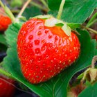 Plants de fraisiers dans le catalogue Cora
