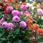 Gamm vert Provins - Promo Dahlia Promo Dahlia à 7,99 € dans le catalogue Gamm vert à Provins