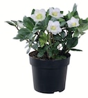 Christrose im Angebot bei Wreesmann in Cuxhaven Christrose Angebote bei Wreesmann Cuxhaven für 3,99 €