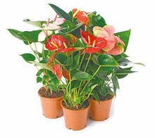 Gartenbepflanzung bei NETTO mit dem Scottie Gartenbepflanzung für 3,99 € bei NETTO mit dem Scottie im Prospekt "Die 5 Stars der Woche"