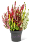Aktuelle Pflanzen Angebote bei REWE in Jena Aktuelles Beauty Ladies High Five Angebot bei REWE in Jena ab 4,99 €