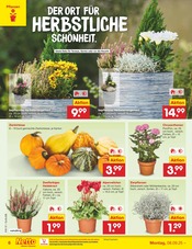 Ähnliche Weihnachtsstern Angebote im Prospekt "Aktuelle Angebote" von Netto Marken-Discount in Chemnitz Ähnliche Angebote wie Weihnachtsstern im Prospekt "Aktuelle Angebote" auf Seite 6 von Netto Marken-Discount in Chemnitz