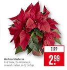 Aktuelles Weihnachtssterne Angebot bei Marktkauf in Offenbach (Main) ab 2,99 €