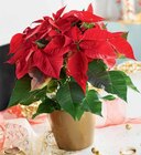 Promo Poinsettia Pot 15 Cm Dans Un Sac à 9,99 € dans le catalogue Intermarché à Longeau-Percey