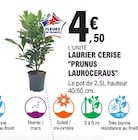 Promo Laurier Cerise 'Prunus Laurocerasus' à 4,50 € dans le catalogue E.Leclerc à Marennes
