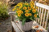 Hagebaumarkt Stutensee - Arrangement Sonnenhut Angebot im Prospekt Arrangement Sonnenhut bei Hagebaumarkt im Stutensee Prospekt für 9,99 €