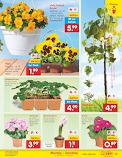 Aktueller Netto Marken-Discount Prospekt mit Pflanzen, "Aktuelle Angebote", Seite 13