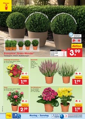 Ähnliche Buchsbaum Angebote im Prospekt "Aktuelle Angebote" von Netto Marken-Discount in Gera Ähnliche Angebote wie Buchsbaum im Prospekt "Aktuelle Angebote" auf Seite 4 von Netto Marken-Discount in Gera