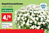 Kugelchrysantheme Angebote bei Thomas Philipps Ludwigshafen für 3,59 €