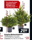 toom Baumarkt Ibbenbüren - Nordmanntanne Angebot im Prospekt Nordmanntanne bei toom Baumarkt im Ibbenbüren Prospekt für 21,99 €