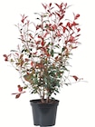 Photinia Red Robin en promo chez Botanic Avignon à 18,50 €