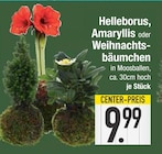 Helleborus, Amaryllis oder Weihnachtsbäumchen bei E center im Rain Prospekt für 9,99 €