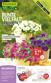 Aktueller ROSENGUT Langerwisch Prospekt mit Balkonpflanzen, "BUNTE VIELFALT!", Seite 1