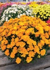Chrysanthème pompon coupe 25 cm - Intermarché Super à Nice Chrysanthème pompon coupe 25 cm en promo chez Intermarché Super Nice à 7,99 €