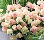 Aktuelles Rispen-Hortensie Angebot bei Dehner Garten-Center in Dresden ab 21,99 €