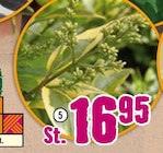 Gold-Liguster „Aureum" im Angebot bei Hornbach in Osnabrück Gold-Liguster „Aureum" Angebote bei Hornbach Osnabrück für 16,95 €