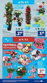 Blumenampel Angebot im ALDI SÜD Prospekt, gültig von 05.05.2025 bis 10.05.2025 Blumenampel Angebot im aktuellen ALDI SÜD Prospekt auf Seite 24