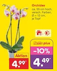 Orchidee bei Netto Marken-Discount im Prospekt "" für 4,49 €