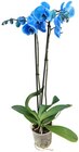 Orchidee »Smile« Angebote bei REWE Worms für 11,99 €