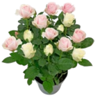 Rose im Kaufland Prospekt Rose im aktuellen Kaufland Prospekt für 5,55 €
