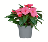 Husarenknopf, Dahlie, Schleierkraut für 2,99 € bei toom Baumarkt im Angebot Husarenknopf, Dahlie, Schleierkraut im aktuellen toom Baumarkt Prospekt