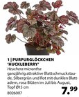 PURPURGLÖCKCHEN 'HUCKLEBERRY' Angebote bei Dehner Garten-Center Bietigheim-Bissingen für 7,99 €