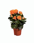 Bégonia en promo chez Lidl Bégonia dans le catalogue Lidl