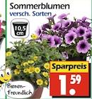 Sommerblumen bei Wreesmann im Ostrhauderfehn Prospekt für 1,59 €