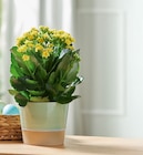 Cache-pot ou vase dans le catalogue Lidl