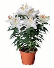 Lilien orientalisch im Lidl Prospekt Lilien orientalisch im aktuellen Lidl Prospekt für 6,99 €