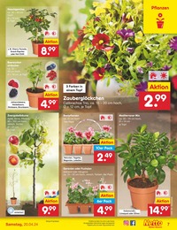 Pflanzen Angebot im aktuellen Netto Marken-Discount Prospekt auf Seite 7
