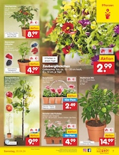 Aktueller Netto Marken-Discount Prospekt mit Balkonpflanzen, "Aktuelle Angebote", Seite 7
