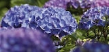 Garten-Hortensie für 13,99 € bei Globus-Baumarkt im Angebot Garten-Hortensie im aktuellen Globus-Baumarkt Prospekt