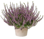 Besenheide bei OBI im Fulda Prospekt für 1,49 €