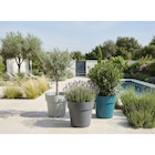 Pot Marbra à Carrefour dans Richemont Pot Marbra à Carrefour dans Richemont