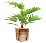 Livistonia à Carrefour dans La Heunière