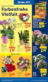 Ähnliche Sommerflieder Angebote im Prospekt "LIDL LOHNT SICH" von Lidl in Offenbach Ähnliche Angebote wie Sommerflieder im Prospekt "LIDL LOHNT SICH" auf Seite 7 von Lidl in Offenbach