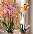 Hagebaumarkt Lüneburg - Schmetterlings-Orchidee Angebot im Prospekt Schmetterlings-Orchidee bei Hagebaumarkt im Lüneburg Prospekt für 9,99 €