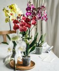 Orchidee im Angebot bei Kaufland in Ulm Orchidee Angebote bei Kaufland Ulm für 8,88 €