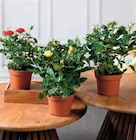 Rosier en promo chez Hyper U Saintes à 2,99 €