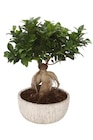 Carrefour Villeherviers - Promo Ficus ginseng Promo Ficus ginseng à 19,99 € dans le catalogue Carrefour à Villeherviers