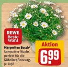 Margeriten Busch Angebote von REWE Beste Wahl bei REWE Trier für 6,99 €