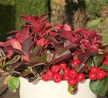 Gartenpflanzen im Hornbach Prospekt Scheinbeere "Big Berry" im aktuellen Hornbach Prospekt für 2,69 €