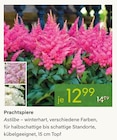 Prachtspiere im Pflanzen Kölle Prospekt Prachtspiere von im aktuellen Pflanzen Kölle Prospekt für 12,99 €