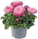 Aktuelles Gänseblümchen »Bam Bam« Angebot bei REWE in Hannover ab 1,11 €