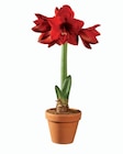 Amaryllis en pot terracotta dans le catalogue Lidl