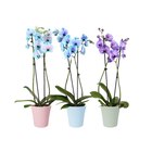 Orchidée teintée en promo chez Carrefour Orchidée teintée dans le catalogue Carrefour