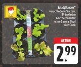 Salatpflanzen Angebote bei EDEKA Gera für 2,99 €